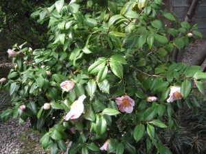ブログ写真2013.5.29. 003